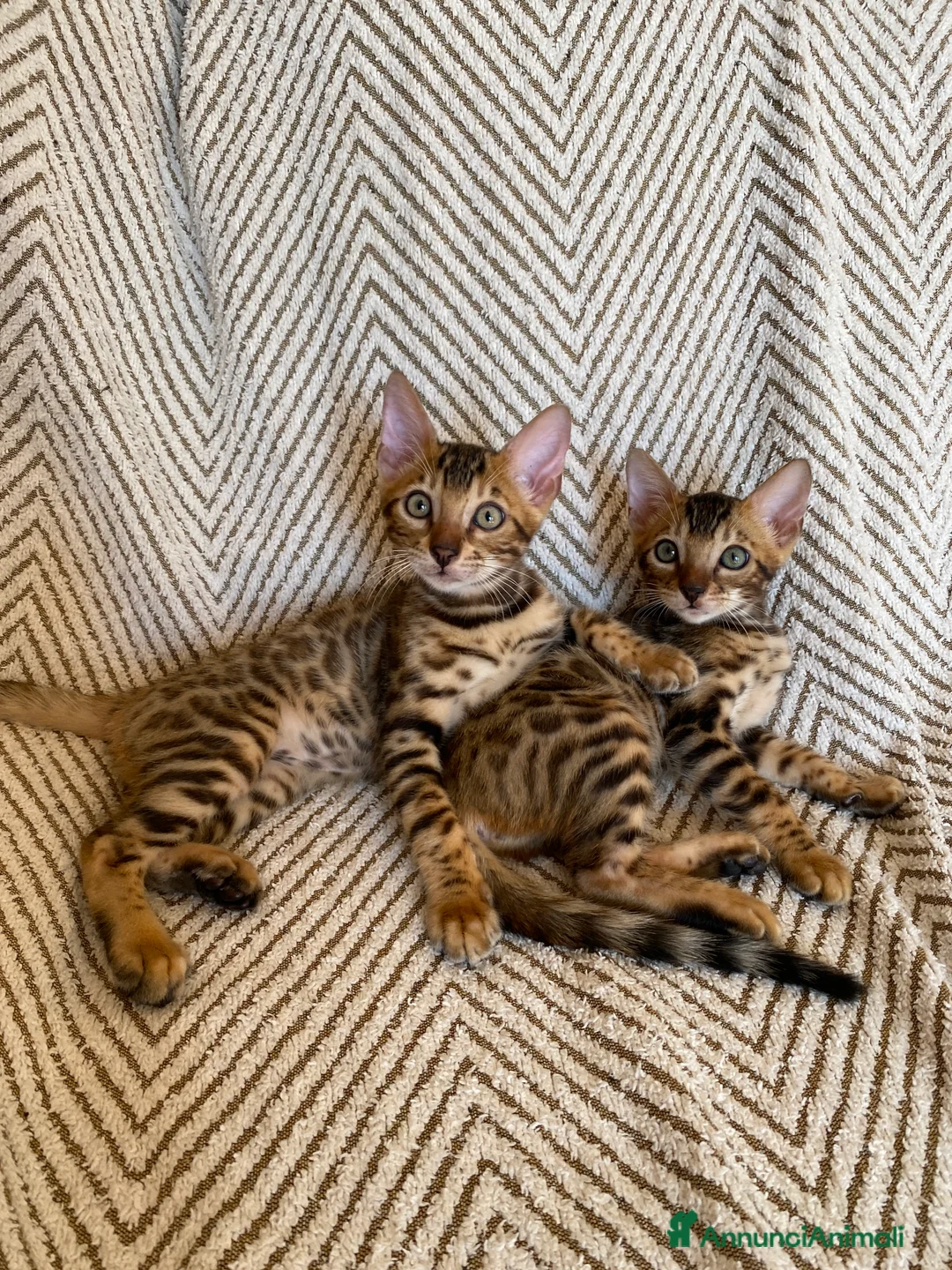 Bengala gatti in vendita: Cuccioli Bengala Con pedigree  - Annuncio 1