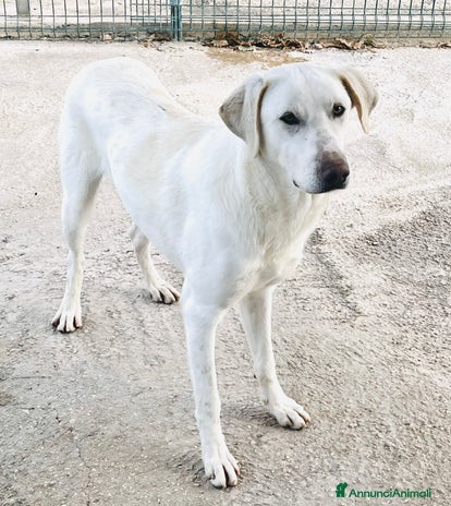 Meticcio cani a Città metropolitana di Roma Capitale - Annuncio 19