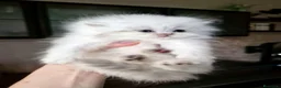 British gatti in vendita: British longhair con pedigree ANFI  - Annuncio 5