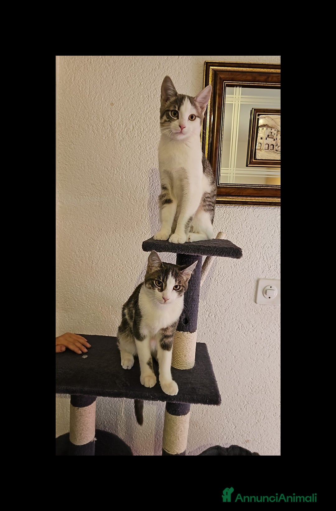 Meticcio gatti in regalo: GATTINI DOLCISSIMI  - Annuncio 4