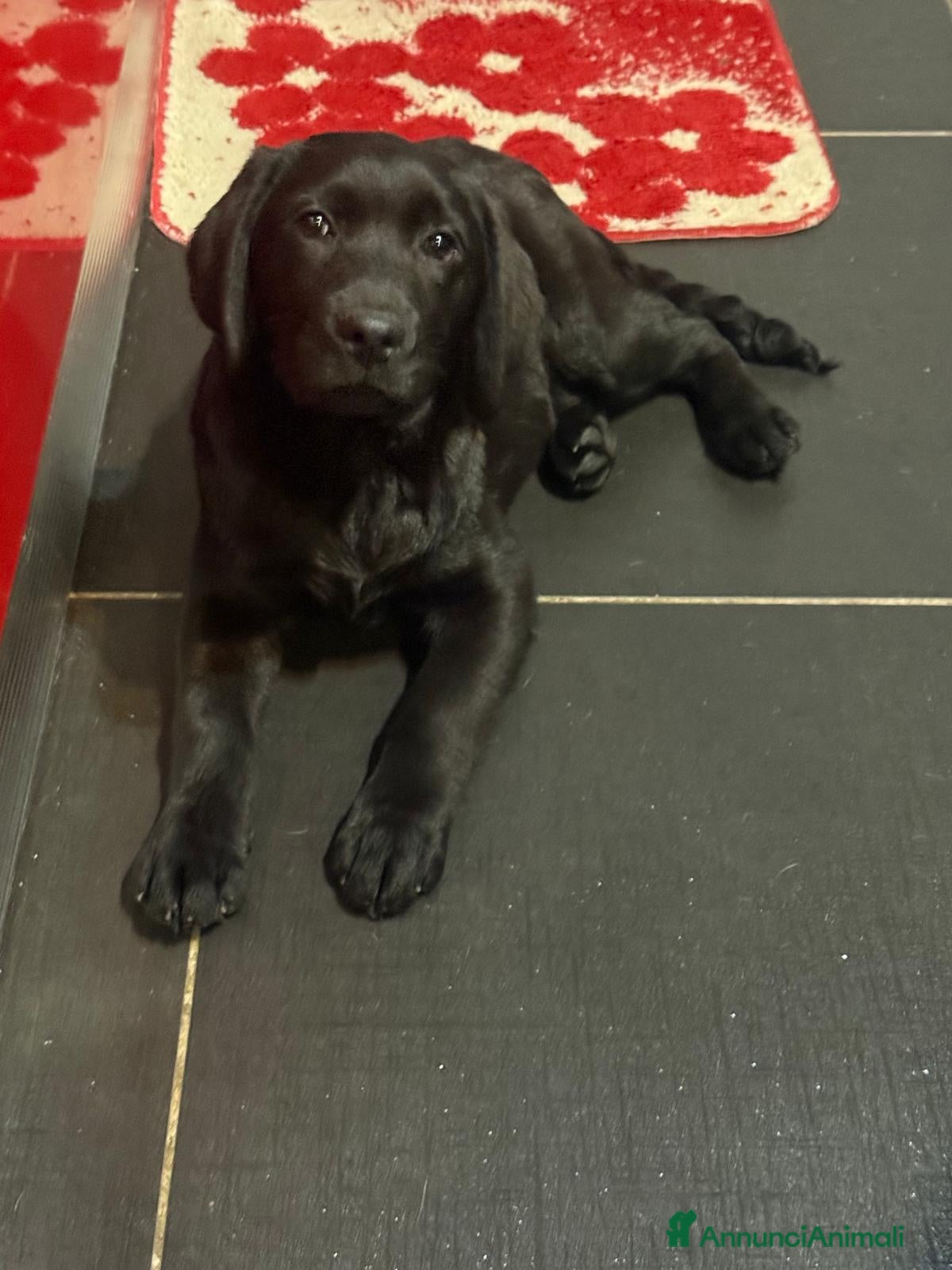 Labrador cani Cucciolo Labrador con Pedigree - Annuncio 1