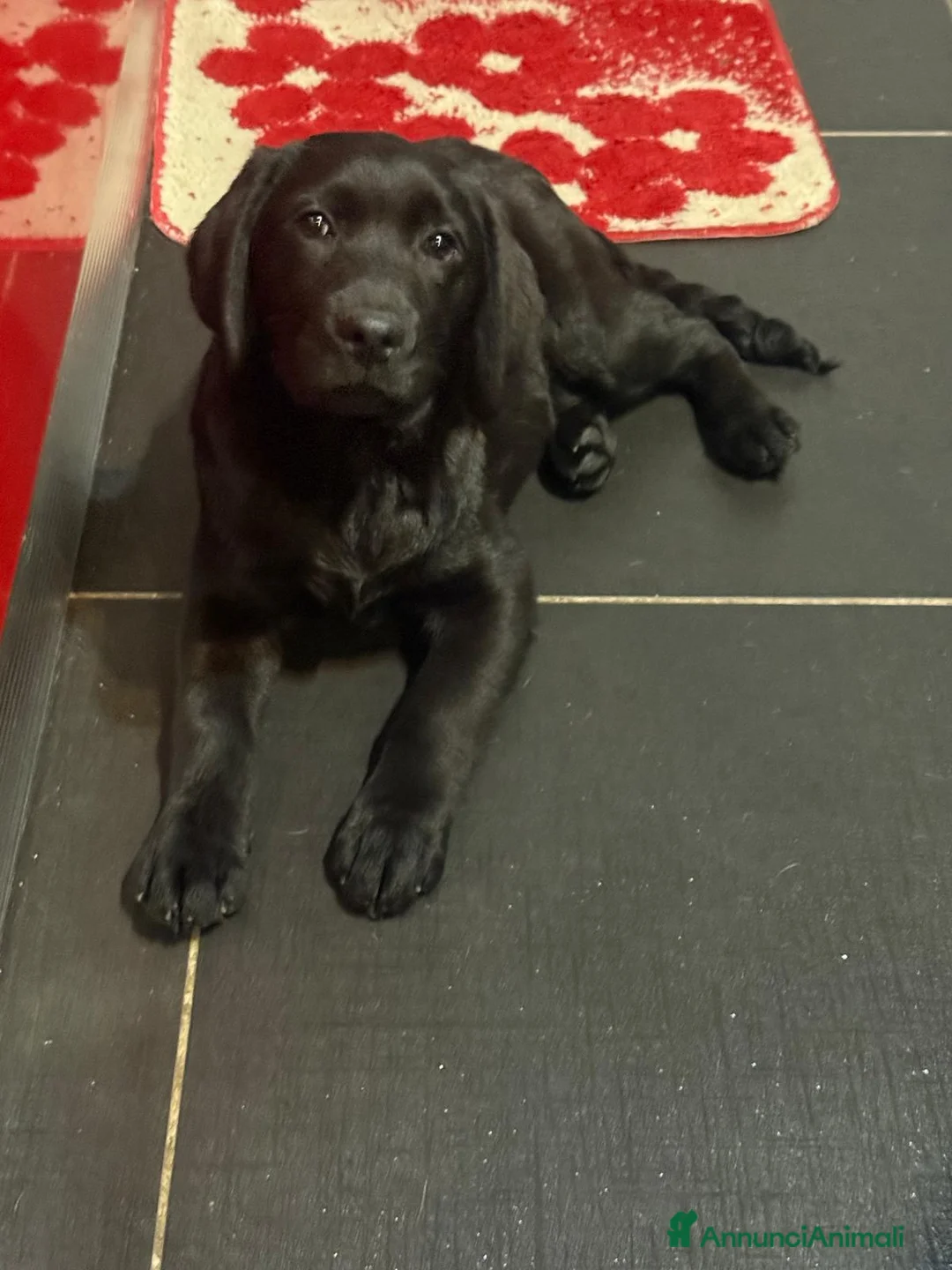 Labrador cani in vendita: Cucciolo Labrador con Pedigree - Annuncio 1