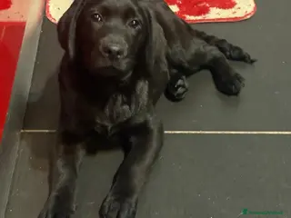 Labrador cani Cucciolo Labrador con Pedigree - Annuncio 1