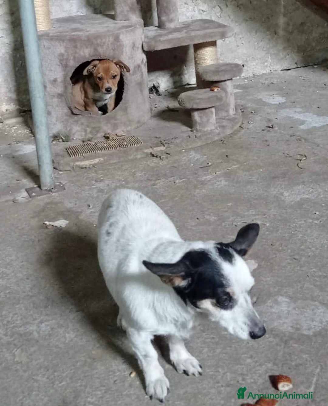 Meticcio cani in regalo: Cucciola Biba - Annuncio 4