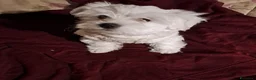 Maltese cani in vendita: Maltesini - Annuncio 7