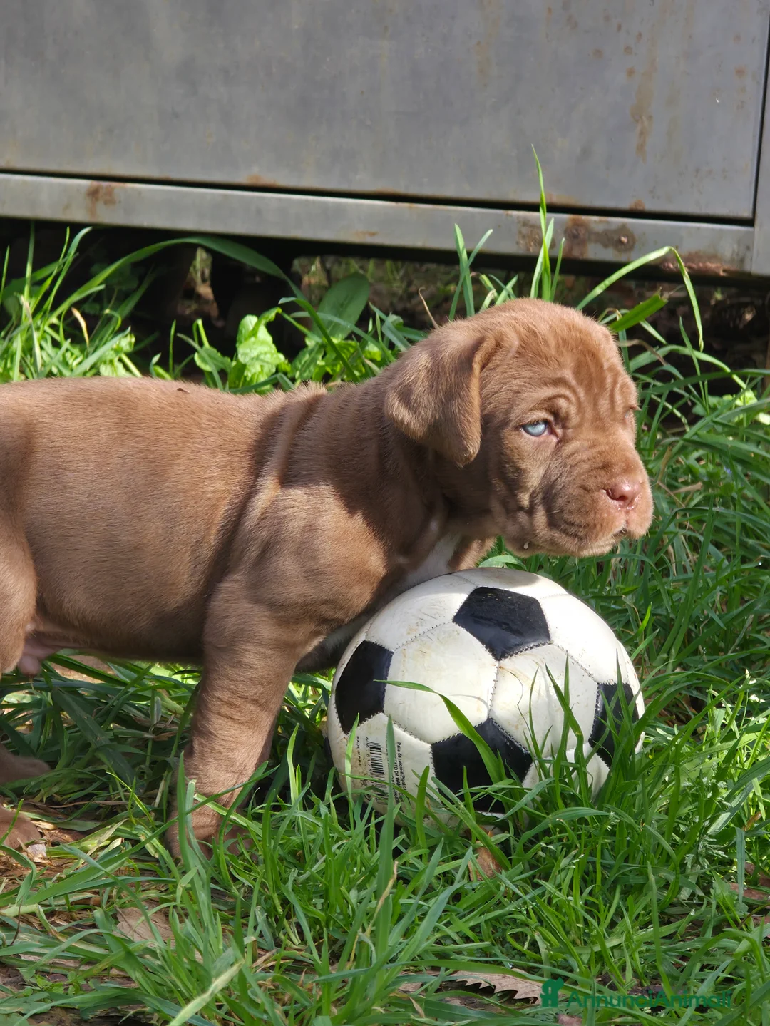 Mastino Napoletano cani in vendita: Cuccioli di Mastino Napoletano - Annuncio 3