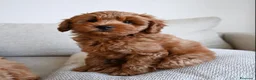 Barboncino cani in regalo: Cuccioli di barboncino a Città Metropolitana di Bologna - Annuncio 3