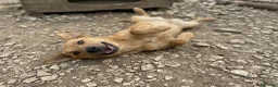 Meticcio cani in regalo: Iris è solo una cucciola e resterà sola  - Annuncio 6