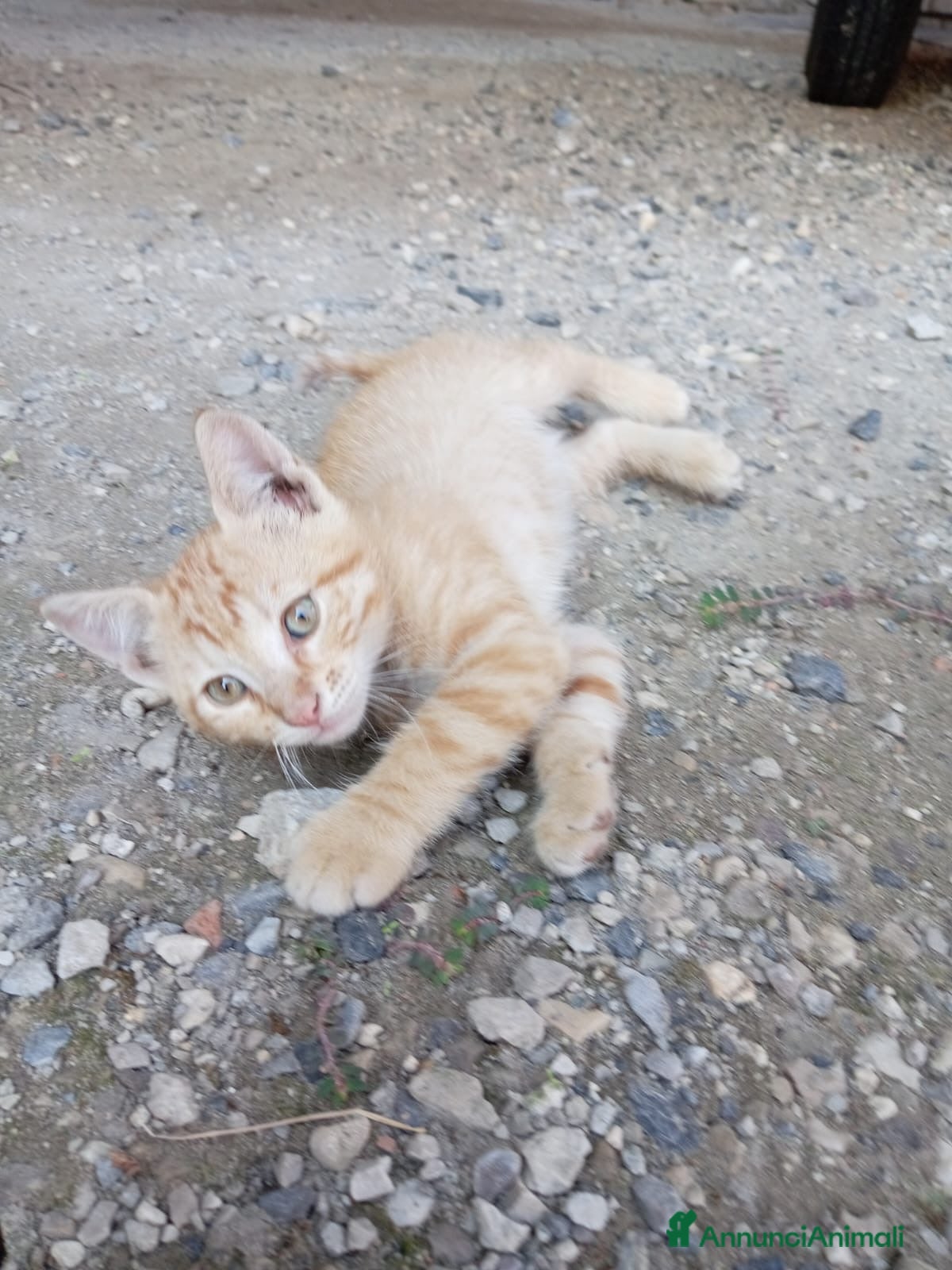 Europeo gatti cuccioli gatto e mamma cercano casa❤️ - Annuncio 1