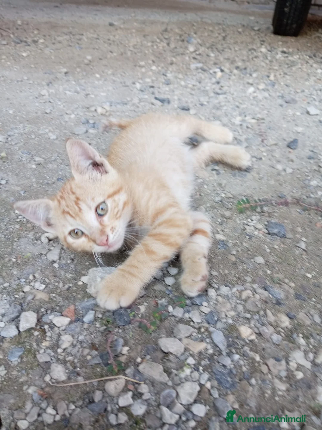 Europeo gatti in regalo: cuccioli gatto e mamma cercano casa❤️ - Annuncio 1