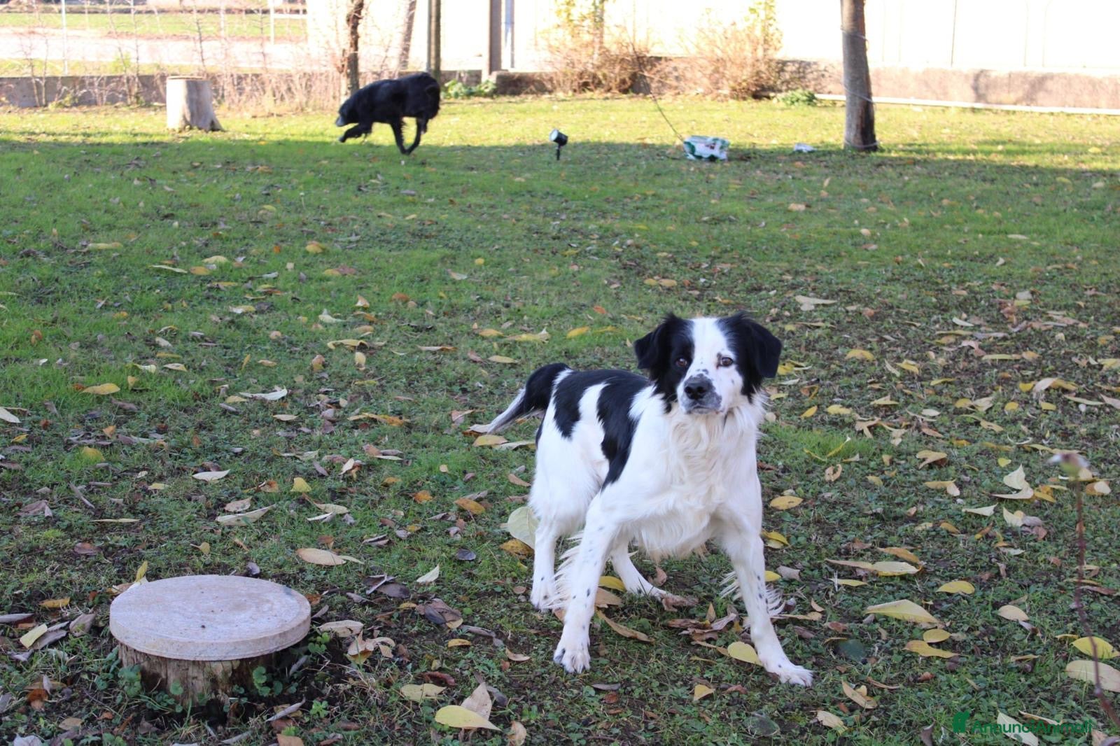Meticcio cani Regalo meticcio  - Annuncio 2