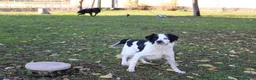 Meticcio cani in regalo: Regalo meticcio  - Annuncio 1
