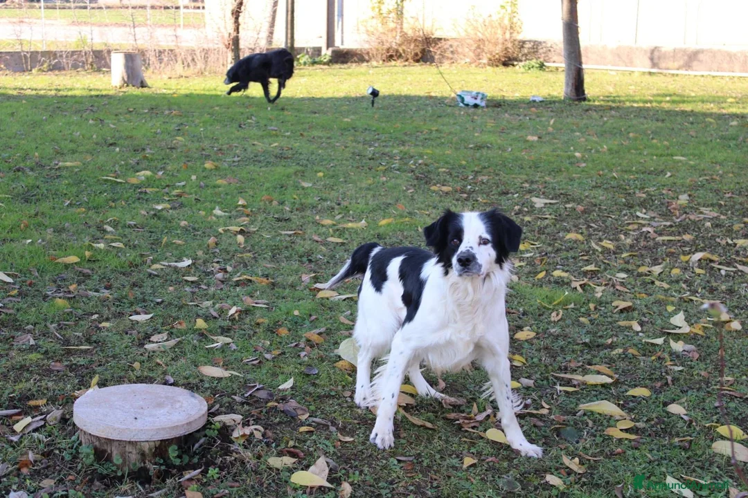 Meticcio cani in regalo: Regalo meticcio  - Annuncio 1