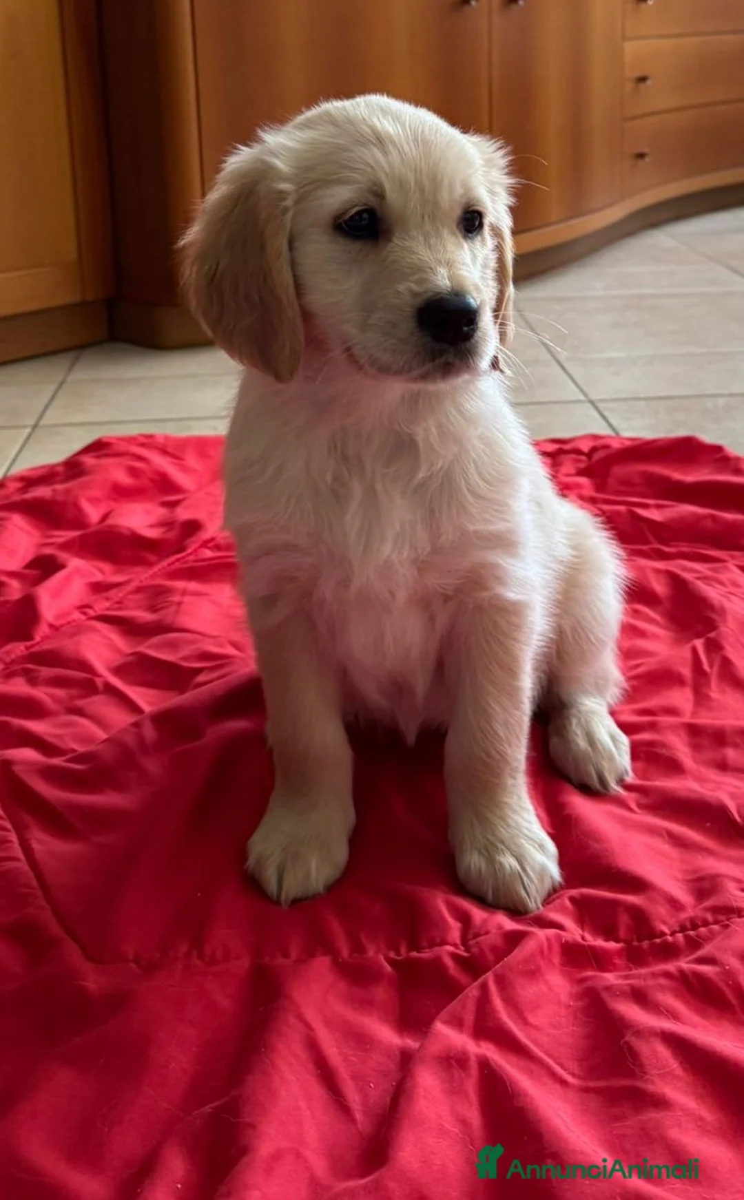 Golden Retriever cani in vendita: Golden Retriver femmina - Annuncio 1