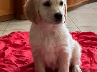 Golden Retriever cani Golden Retriver femmina - Annuncio 1