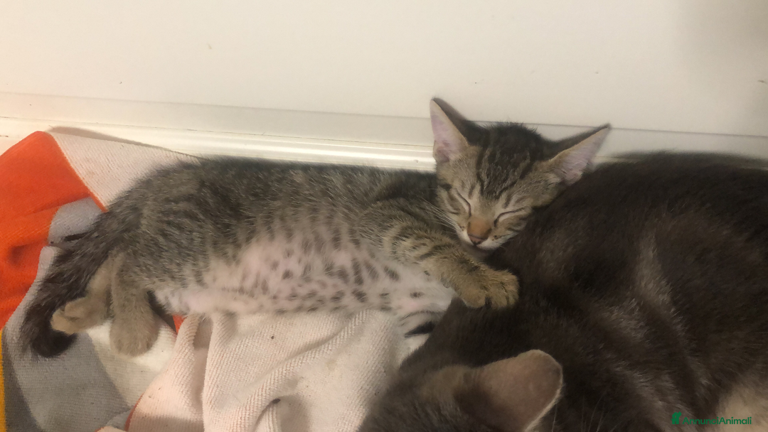 Meticcio gatti in regalo: Gattini piccoli  a Provincia di Reggio Emilia - Immagine 3
