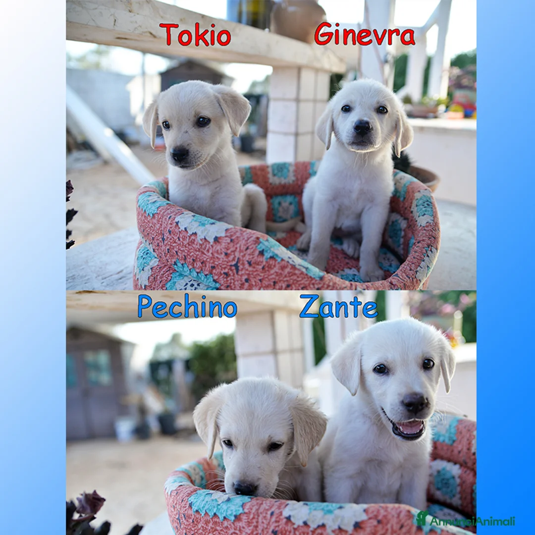 Labrador cani in regalo: Quattro cuccioli incrocio labrador in adozione a Città Metropolitana di Genova - Annuncio 2