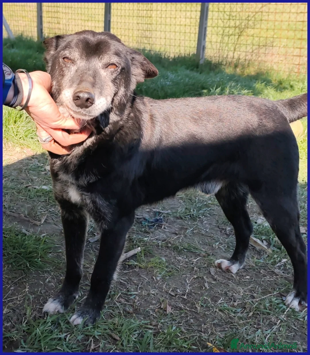 Meticcio cani in regalo: BULLONE, UN TENERO VECCHIETTO - Annuncio 2