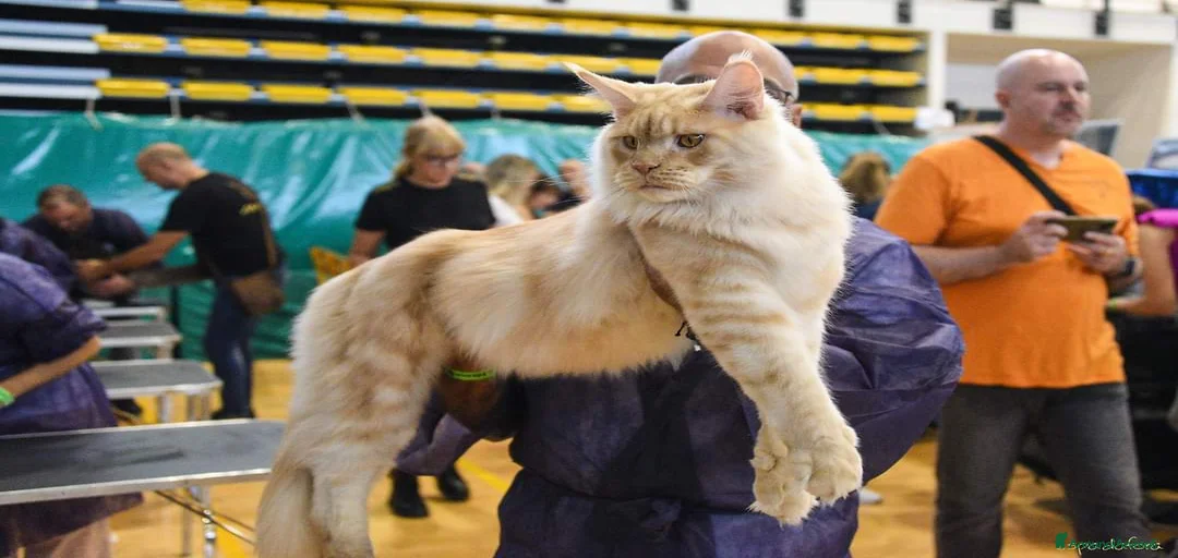 Immagine della galleria {{count}}