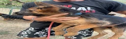 Pastore Tedesco cani in vendita: Cuccioli da esposizione  - Annuncio 10