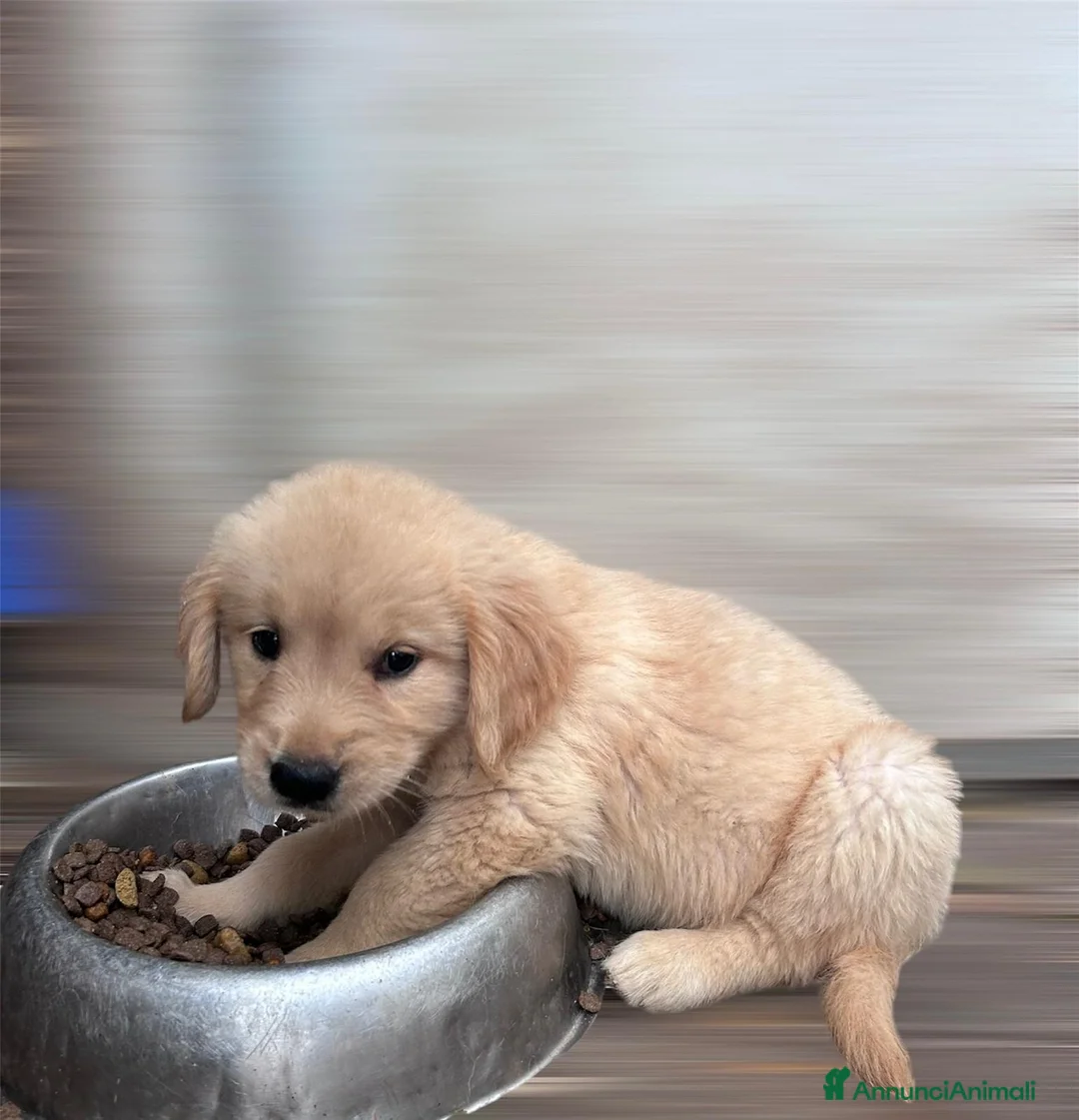 Golden Retriever cani in vendita: Golden Retriever Americano 100% – 2 Femmine - Annuncio 7