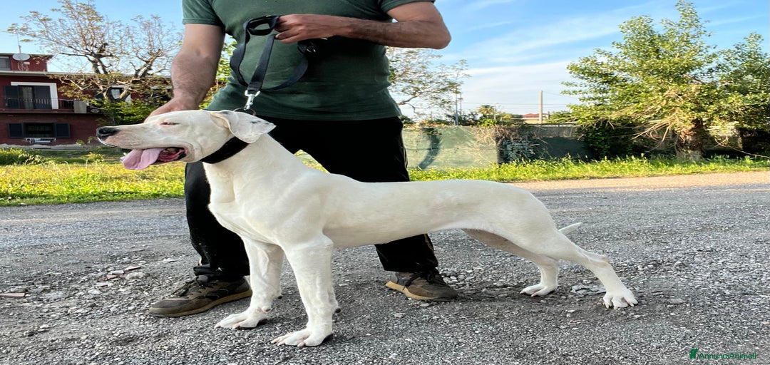 Immagine della galleria {{count}}