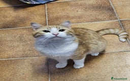 Europeo gatti in regalo: affettuoso tatone in regalo a Provincia di Chieti - Immagine 1