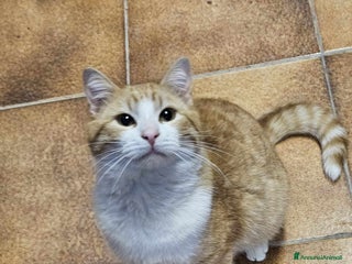 Europeo gatti affettuoso tatone in regalo a Provincia di Chieti - Annuncio 1