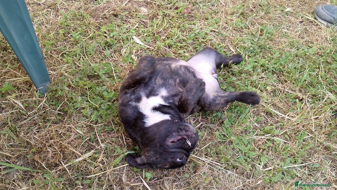 Bulldog Francese cani in vendita: Bellissimi cuccioli di bouledogue francese  a Provincia di Massa e Carrara - Immagine 1