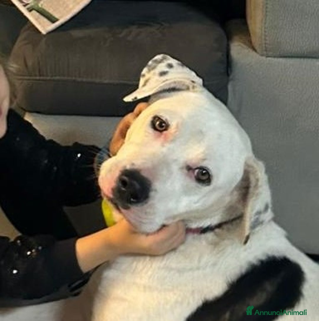 Meticcio cani in regalo: Una possibilità per Pimpa - Annuncio 6