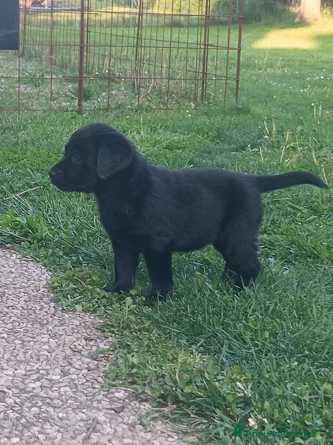 Labrador cani in vendita: Cuccioli labrador  a Provincia di Belluno - Annuncio 2