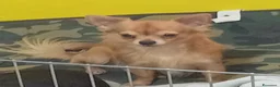 Chihuahua cani per accoppiamento: Cerco fidanzata - Annuncio 2