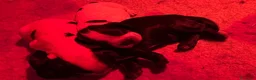 Cocker cani in vendita: Cocker cucccioli - Annuncio 12