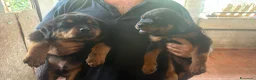 Rottweiler cani in vendita: Cuccioli di Rottweiler  - Annuncio 5