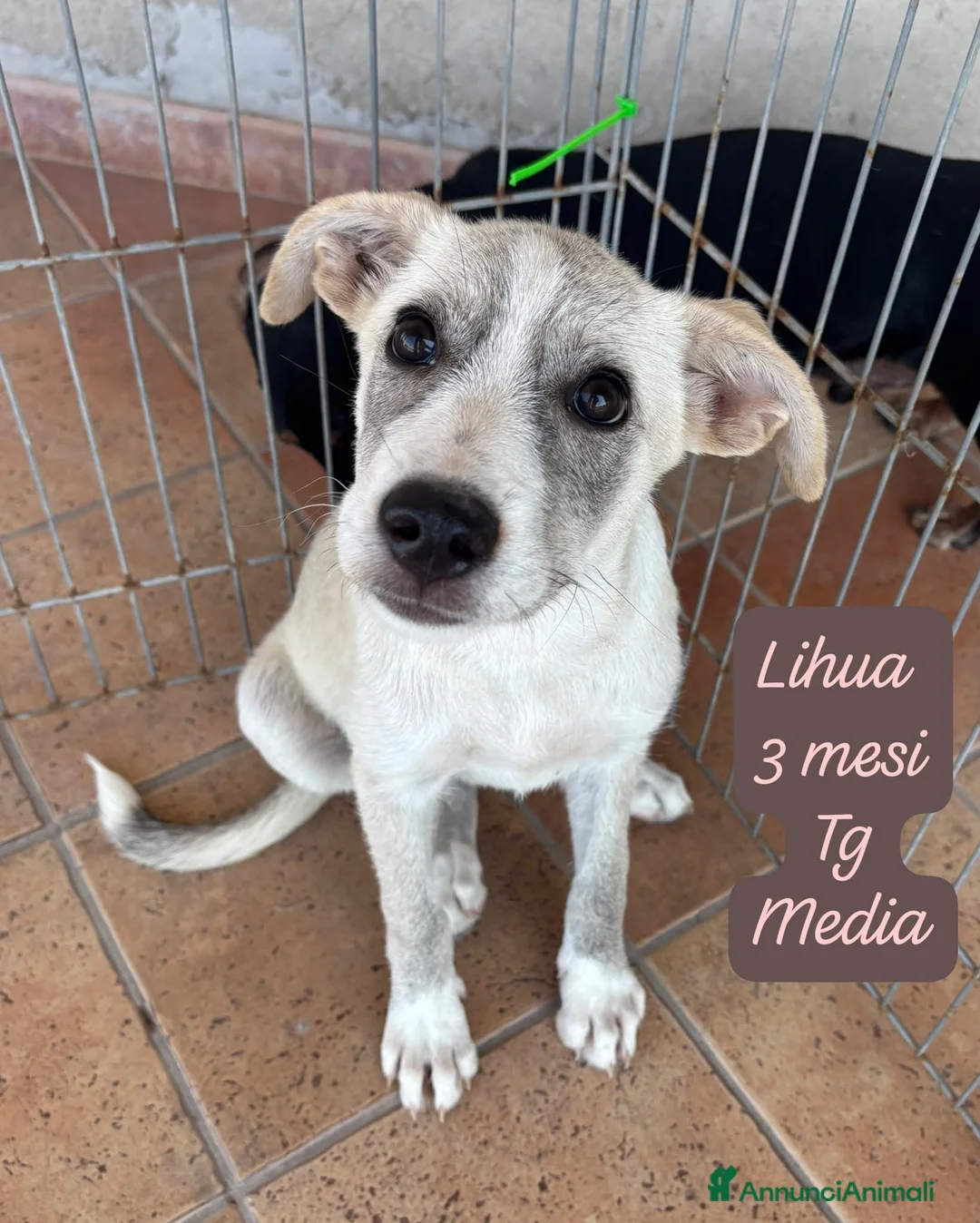 Meticcio cani in regalo: Bellissimi cuccioli in rifugio  a Città Metropolitana di Bologna - Annuncio 2