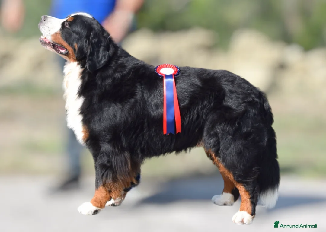 Immagine della galleria {{count}}