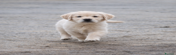 Golden Retriever cani in vendita: Cuccioli di Golden Retriever  - Annuncio 5