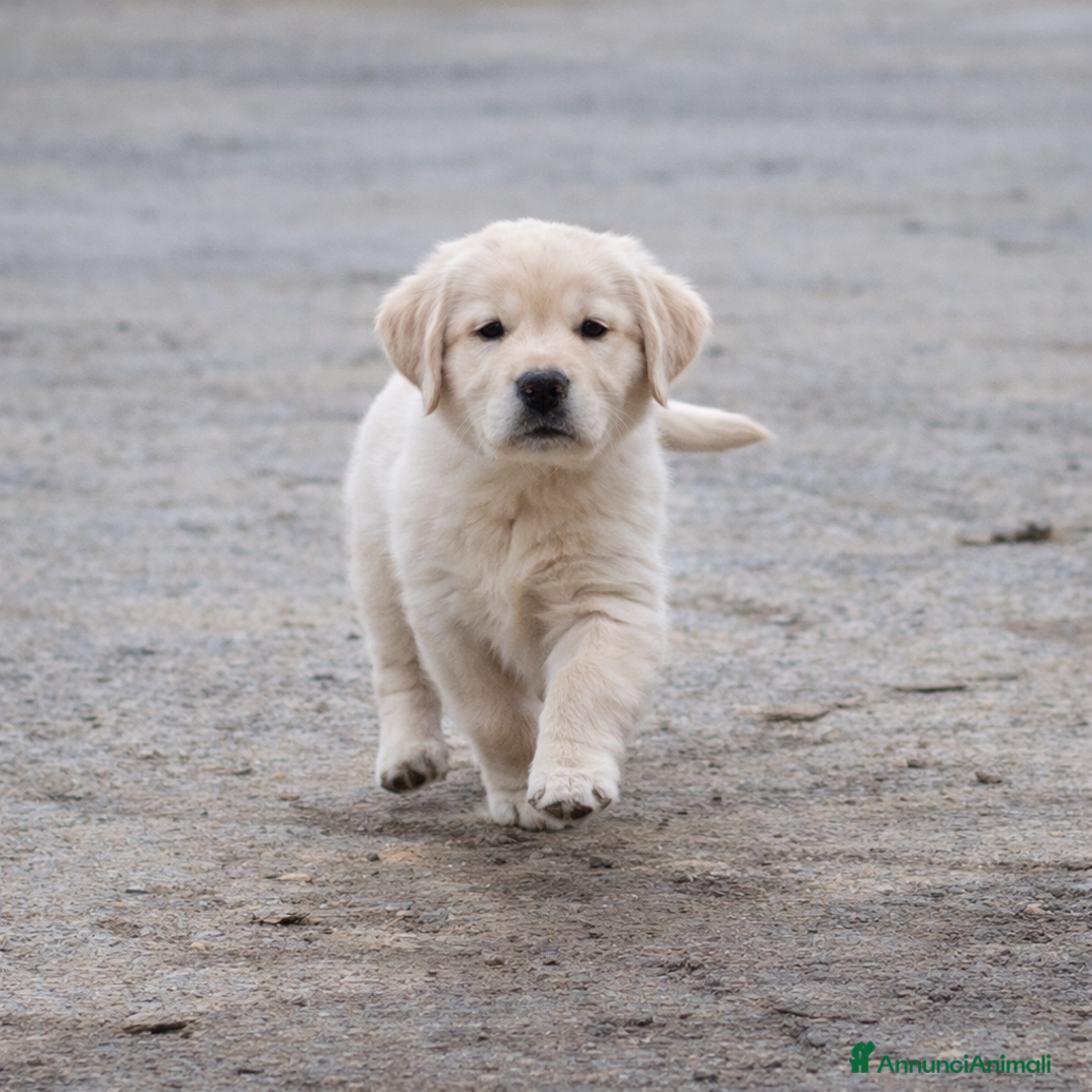 Golden Retriever cani in vendita: Cuccioli di Golden Retriever  - Annuncio 5