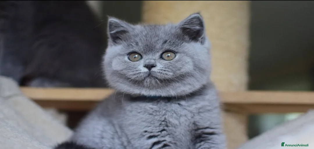 Immagine della galleria {{count}}