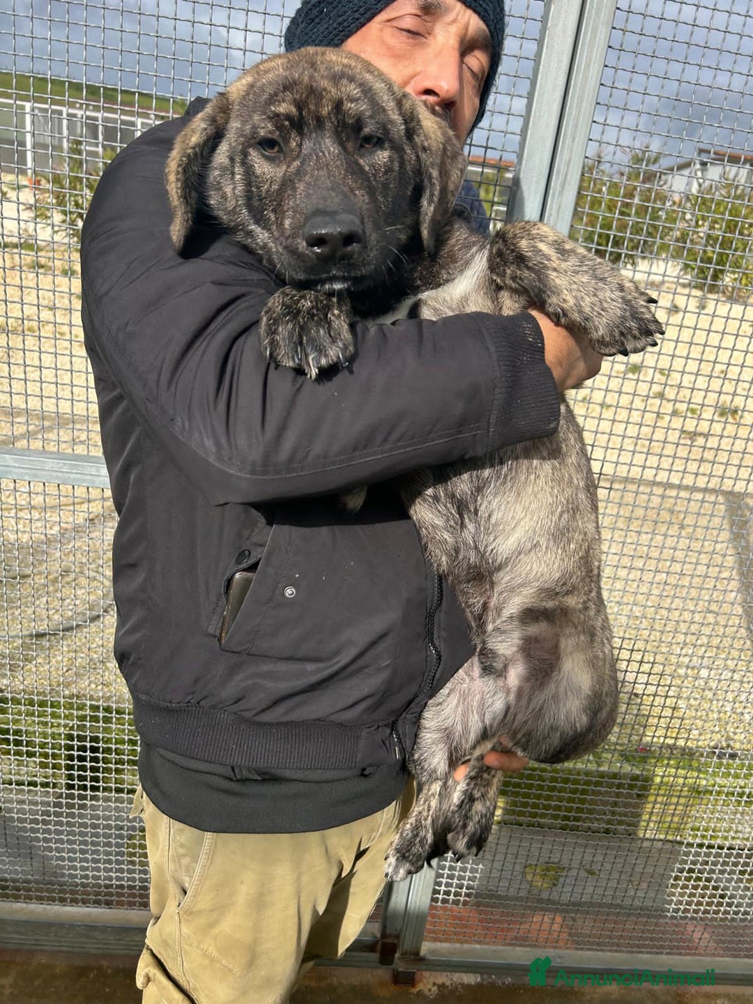 Altre razze cani in regalo: TIGRO - Annuncio 3