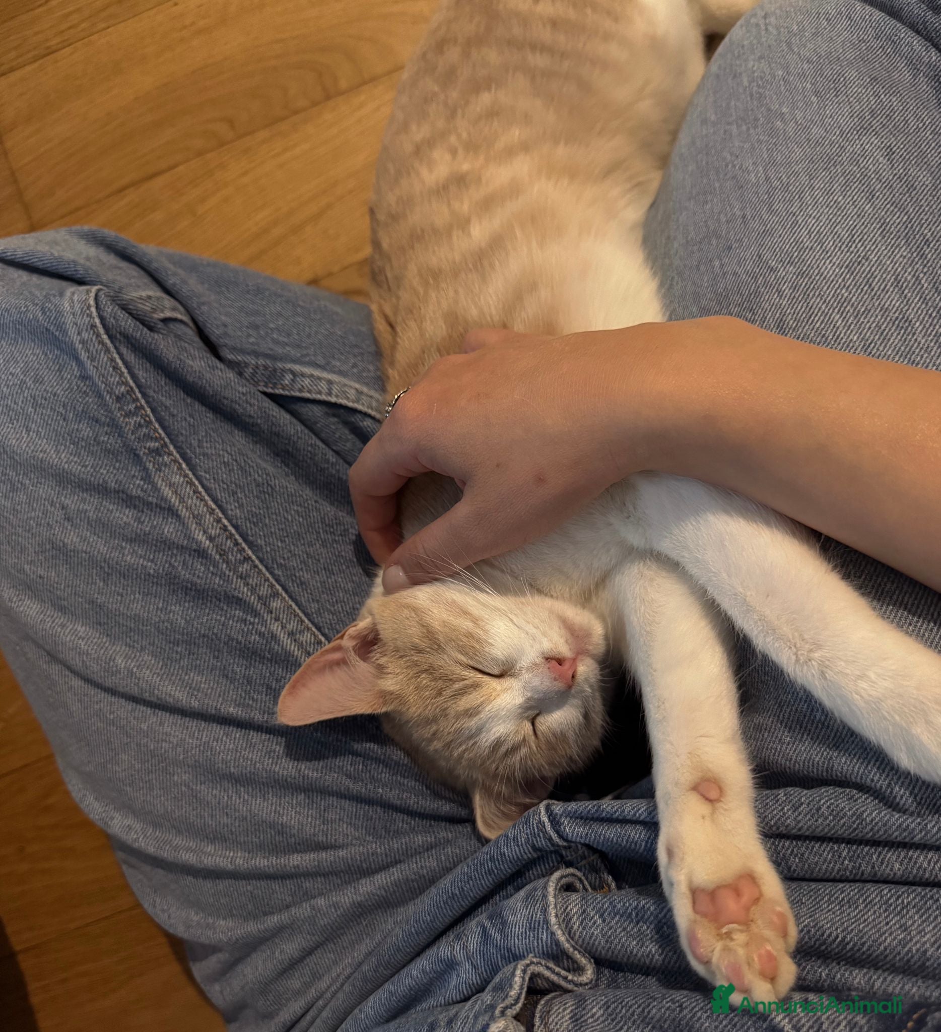 Meticcio gatti LA DOLCE PIMPI - Annuncio 2