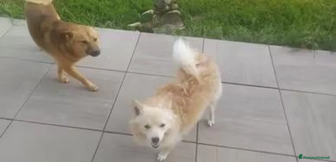 Volpino Pomerania cani in vendita: Volpino piccolo tedesco - Annuncio 2