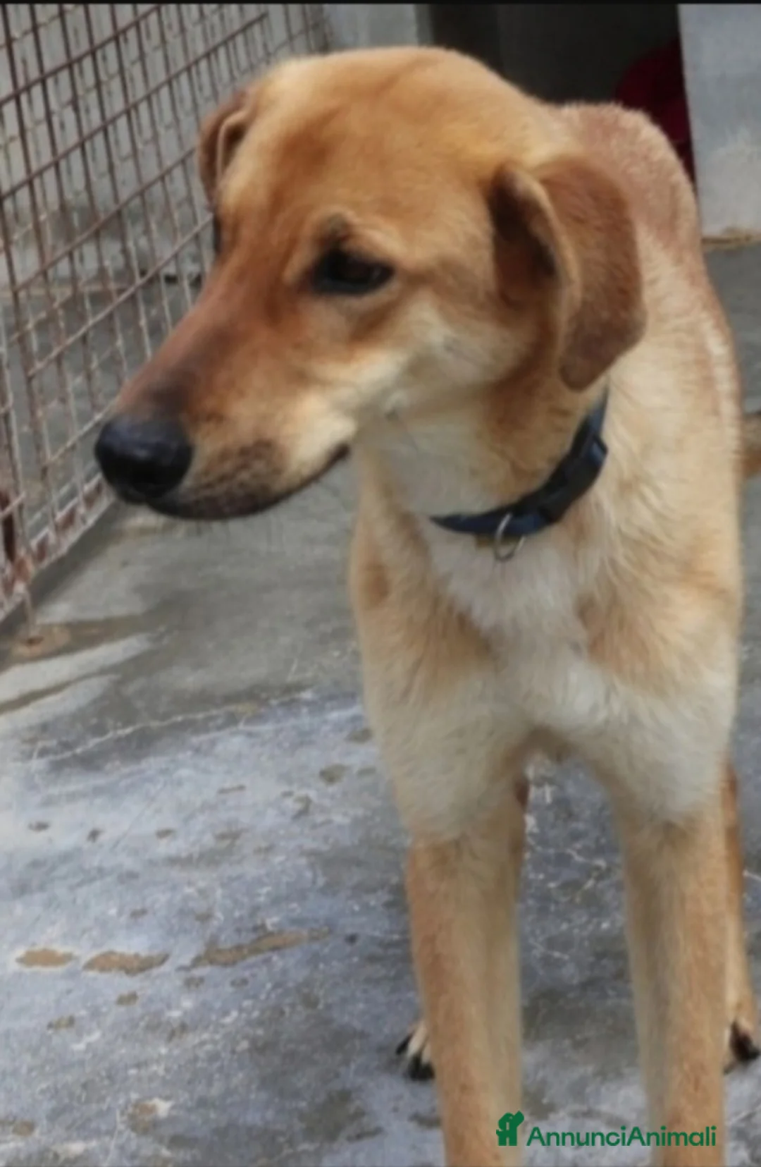 Meticcio cani in regalo: Bryan giovane portato in canile 1anima in pena.SUD a Città metropolitana di Milano - Annuncio 2