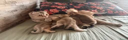 Scottish gatti in vendita: Cuccioli di Scottish Fold - Annuncio 19