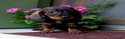 Bassotto cani in vendita: Bassotto pelo corto femmina con pedigree  - Annuncio 7