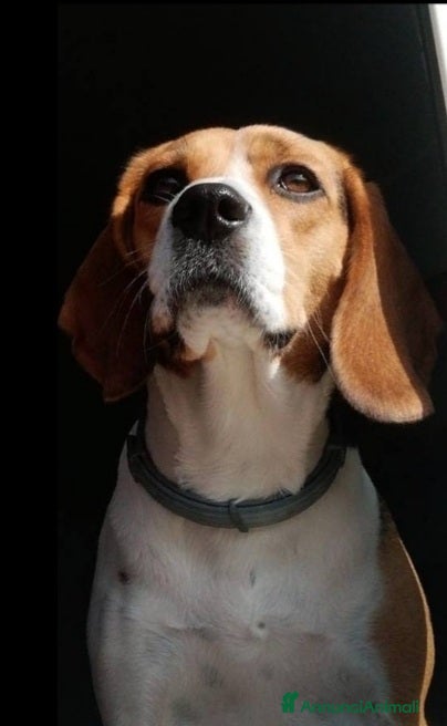 Beagle cani Beagle femmina 7anni figlio malato SOS CASA CAMPAN a Città metropolitana di Milano - Annuncio 2