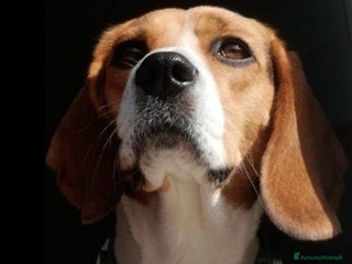 Beagle cani Beagle femmina 7anni figlio malato SOS CASA CAMPAN a Città metropolitana di Milano - Annuncio 3