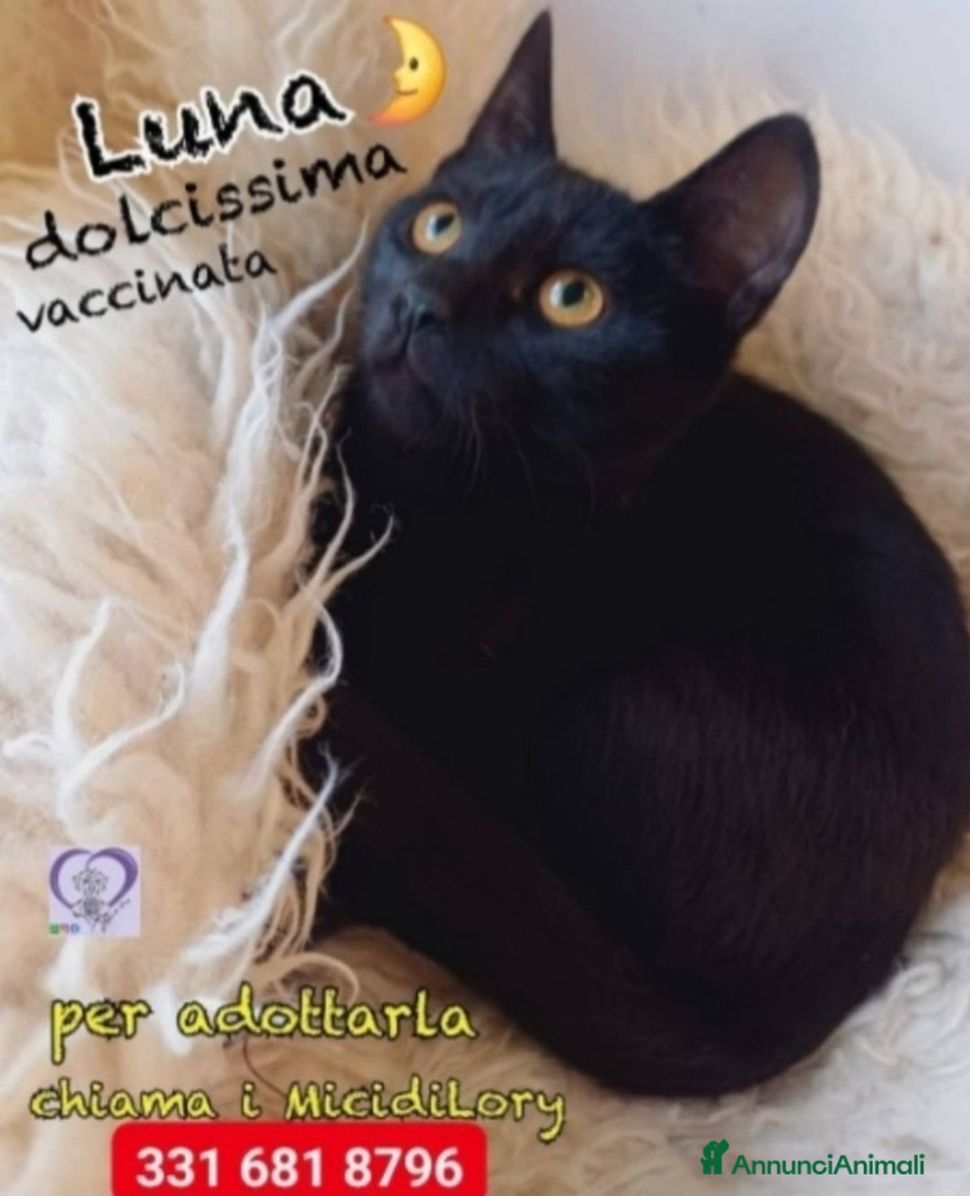 Europeo gatti in regalo: Micina squamina e sorella nera 7/8mesi ROMA - Annuncio 1