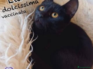 Europeo gatti Micina squamina e sorella nera 7/8mesi ROMA - Annuncio 37