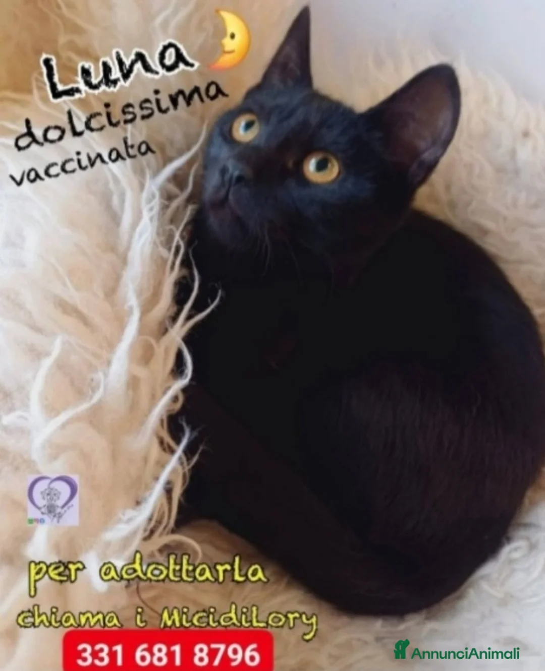 Europeo gatti in regalo: Micina squamina e sorella nera 7/8mesi ROMA - Annuncio 1